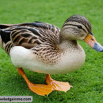 Duck