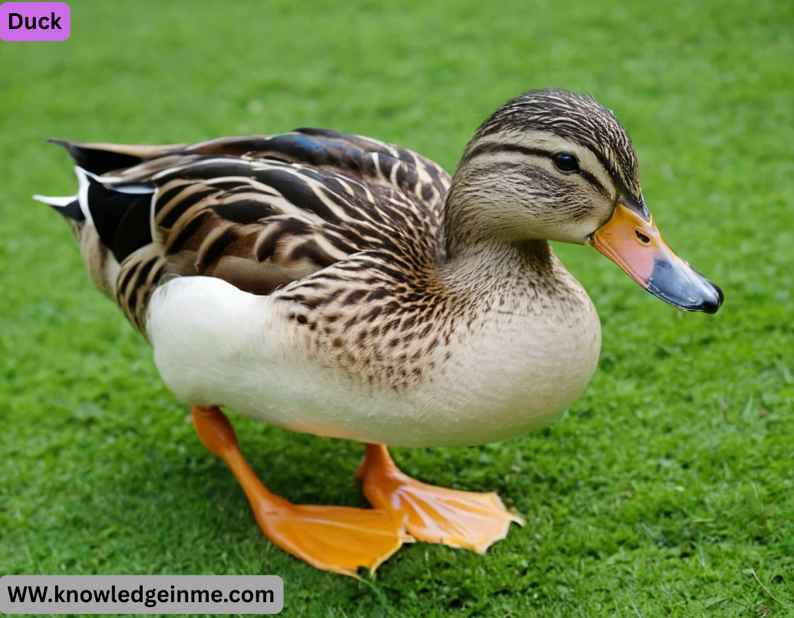 Duck
