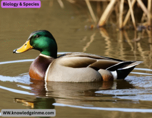 Biology & Species