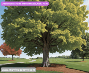 Deciduous Shade Trees (Maple, Oak, Ash)