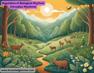 Regulation of Biological Rhythms (Circadian Rhythms)