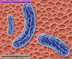 Formation of Gametes (Sex Cells)