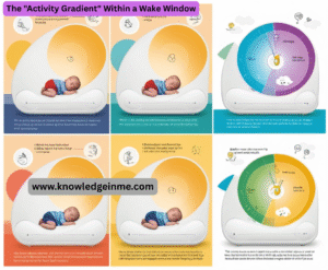 The "Activity Gradient" Within a Wake Window